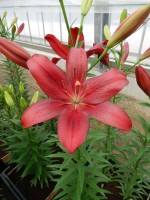 [4076 Miscanti VH No02.JPG]